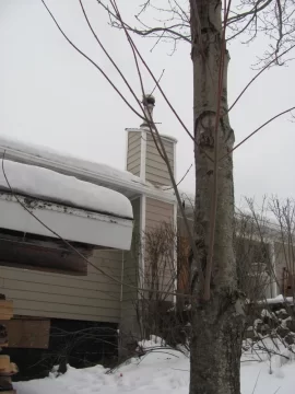 [Hearth.com] Chimney Pipe Out and to the Side of the House?