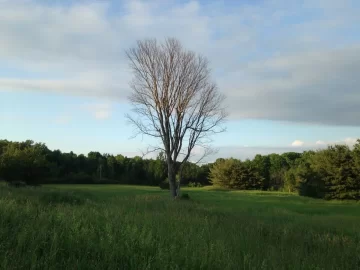 [Hearth.com] Whats up with American Elm disease? Grandpa stories exaggerated?