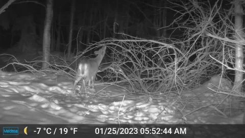 [Hearth.com] Trail Cams