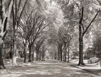 [Hearth.com] Whats up with American Elm disease? Grandpa stories exaggerated?