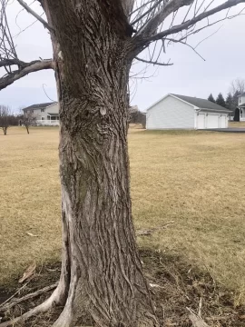 [Hearth.com] Tree ID help