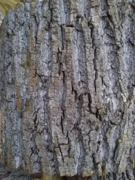 [Hearth.com] Tree ID Help please...