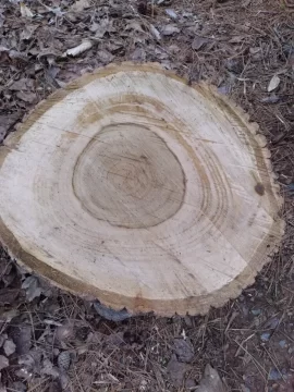 [Hearth.com] Tree ID Help please...