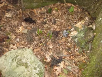 [Hearth.com] Anybody know what bear scat looks like?