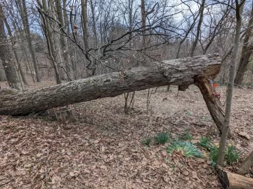 [Hearth.com] How would you get this braced blow-down on the ground?