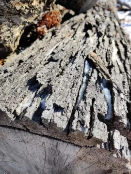 [Hearth.com] Please help with tree ID