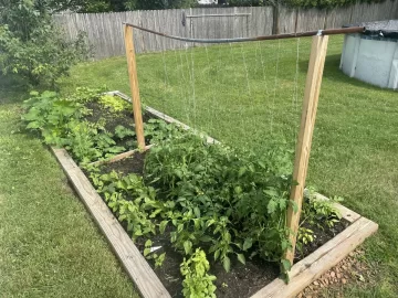 [Hearth.com] How do you tie up your garden tomato plants?