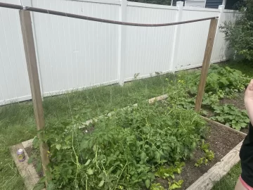 [Hearth.com] How do you tie up your garden tomato plants?