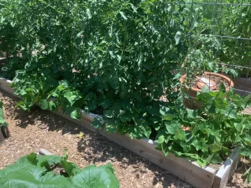 [Hearth.com] How do you tie up your garden tomato plants?