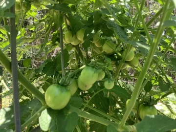 [Hearth.com] How do you tie up your garden tomato plants?