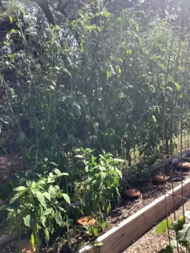 [Hearth.com] How do you tie up your garden tomato plants?