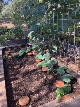 [Hearth.com] How do you tie up your garden tomato plants?