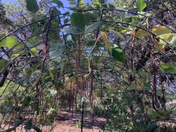 [Hearth.com] How do you tie up your garden tomato plants?