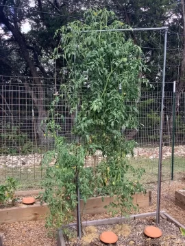 [Hearth.com] How do you tie up your garden tomato plants?