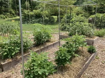 [Hearth.com] How do you tie up your garden tomato plants?