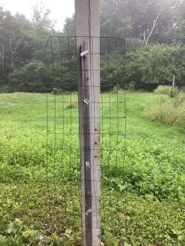 [Hearth.com] How do you tie up your garden tomato plants?