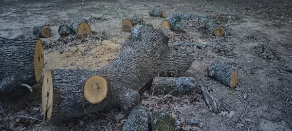 [Hearth.com] Red Oak or White Oak? (Wood ID)