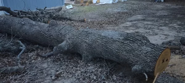 [Hearth.com] Red Oak or White Oak? (Wood ID)