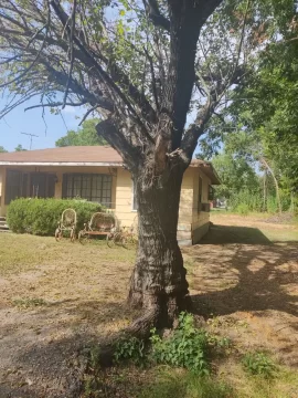 [Hearth.com] Is this Honey Locust? Or something else