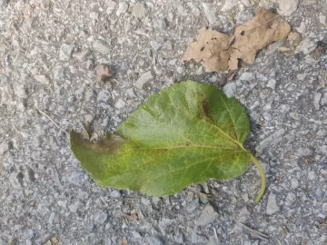 [Hearth.com] Is this Honey Locust? Or something else