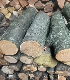 [Hearth.com] Prunus Avium or Betula Lenta?