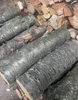 [Hearth.com] Prunus Avium or Betula Lenta?