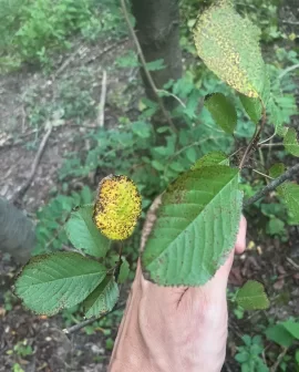 [Hearth.com] Prunus Avium or Betula Lenta?