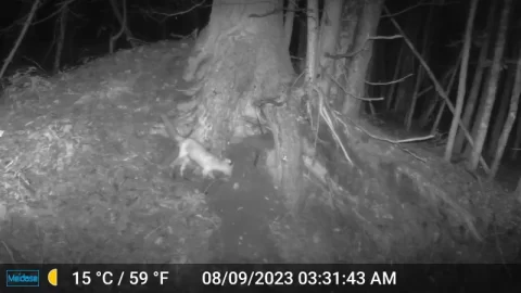 [Hearth.com] Trail Cams