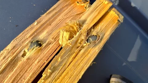 [Hearth.com] Found these while splitting wood today