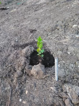 [Hearth.com] Trees with broad canopy over 30 feet, not too tall