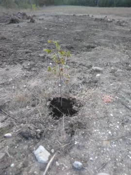 [Hearth.com] Trees with broad canopy over 30 feet, not too tall