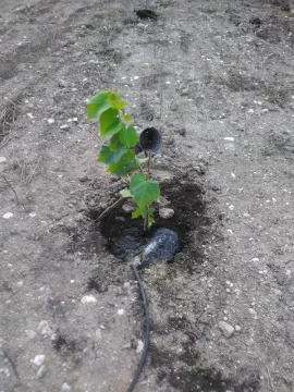 [Hearth.com] Trees with broad canopy over 30 feet, not too tall