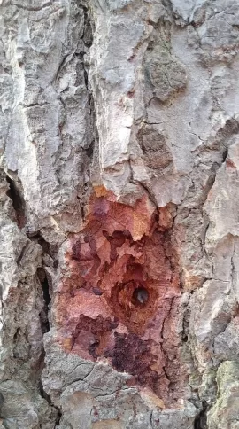 [Hearth.com] What's happening to this tree?