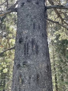 [Hearth.com] What's happening to this tree?