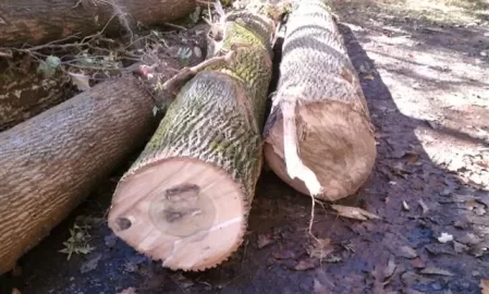 [Hearth.com] Had hardwood logs delivered today