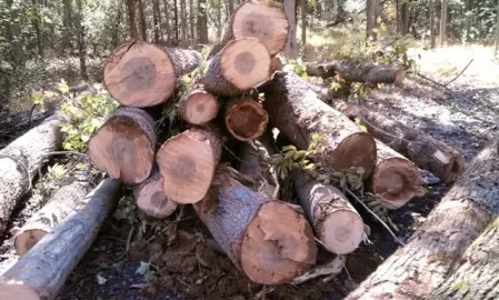 [Hearth.com] Had hardwood logs delivered today