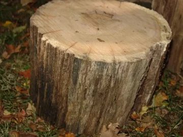 [Hearth.com] Tree ID Sugar Maple or Hickory...or something else?