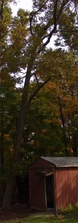 [Hearth.com] Tree ID Sugar Maple or Hickory...or something else?