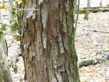 [Hearth.com] Shagbark Hickory