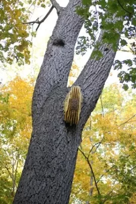 [Hearth.com] Wanna see how big Hornbeams get?