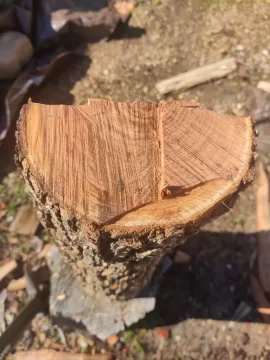 [Hearth.com] Wood ID. Bradford Pear?