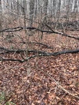 [Hearth.com] Tree identification