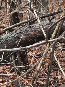 [Hearth.com] Tree identification