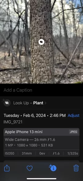 [Hearth.com] Tree ID