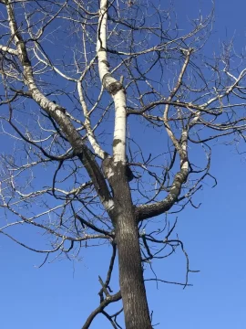 [Hearth.com] Tree ID please