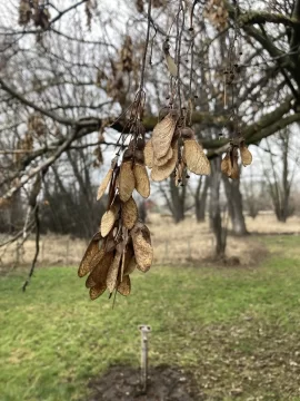 [Hearth.com] What kind of maple is this?