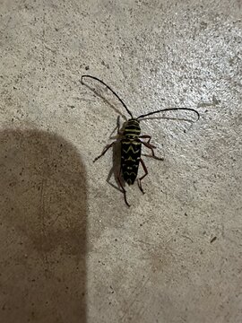 Possible Termite Problem?