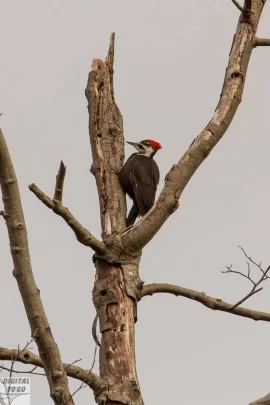 [Hearth.com] Pileated Woodpeckers