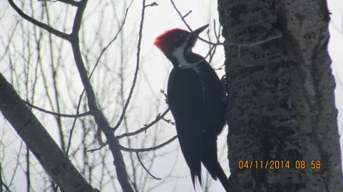 [Hearth.com] Pileated Woodpeckers