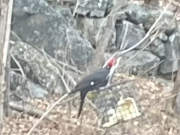 [Hearth.com] Pileated Woodpeckers